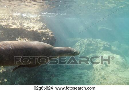 Galapagos sea lion (Zalophus californianus wollebacki) swimming underwater, Bartolome Island, Galapagos Islands, Ecuador View Large Photo Image Picture - Galapagos sea lion (Zalophus californianus wollebacki) swimming underwater, Bartolome Island, Galapagos Islands, Ecuador. Fotosearch