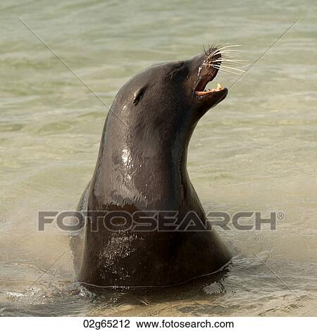 Galapagos sea lion (Zalophus californianus wollebacki) in water, Punta Espinoza, Fernandina Island, Galapagos Islands, Ecuador View Large Photo Image Stock Image - Galapagos sea lion (Zalophus californianus wollebacki) in water, Punta Espinoza, Fernandina Island, Galapagos Islands, Ecuador. Fotosearch