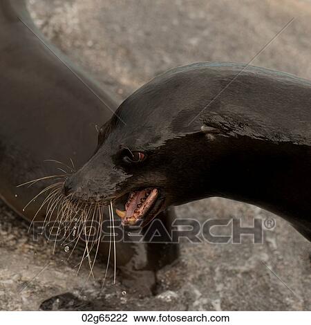 Galapagos sea lion (Zalophus californianus wollebacki), Punta Espinoza, Fernandina Island, Galapagos Islands, Ecuador View Large Photo Image Stock Image - Galapagos sea lion (Zalophus californianus wollebacki), Punta Espinoza, Fernandina Island, Galapagos Islands, Ecuador. Fotosearch