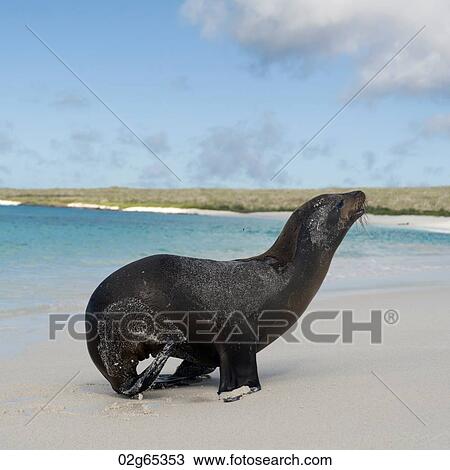 Galapagos sea lion (Zalophus californianus wollebacki), Gardner Bay, Espanola Island, Galapagos Islands, Ecuador View Large Photo Image Stock Image - Galapagos sea lion (Zalophus californianus wollebacki), Gardner Bay, Espanola Island, Galapagos Islands, Ecuador. Fotosearch