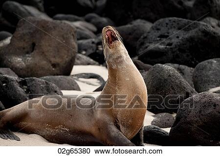 Galapagos sea lion (Zalophus californianus wollebacki) calling, Playa Ochoa, San Cristobal Island, Galapagos Islands, Ecuador View Large Photo Image Stock Image - Galapagos sea lion (Zalophus californianus wollebacki) calling, Playa Ochoa, San Cristobal Island, Galapagos Islands, Ecuador. Fotosearch