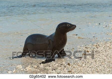 Galapagos sea lion (Zalophus californianus wollebacki) on the beach, Darwin Bay, Genovesa Island, Galapagos Islands, Ecuador View Large Photo Image Stock Image - Galapagos sea lion (Zalophus californianus wollebacki) on the beach, Darwin Bay, Genovesa Island, Galapagos Islands, Ecuador. Fotosearch