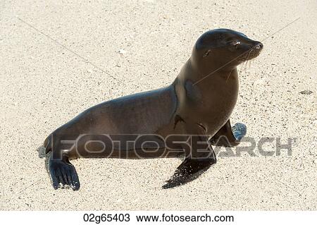 Galapagos sea lion (Zalophus californianus wollebacki) on the beach, Darwin Bay, Genovesa Island, Galapagos Islands, Ecuador View Large Photo Image Stock Image - Galapagos sea lion (Zalophus californianus wollebacki) on the beach, Darwin Bay, Genovesa Island, Galapagos Islands, Ecuador. Fotosearch