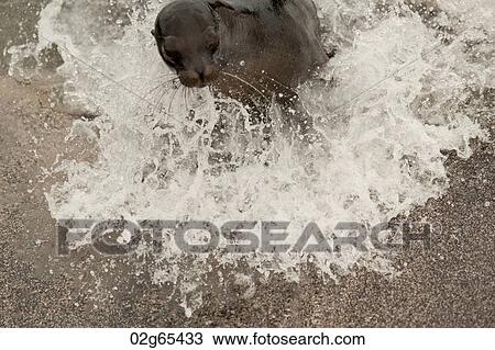 Galapagos sea lion (Zalophus californianus wollebacki) on the beach, Punta Espinoza, Fernandina Island, Ecuador View Large Photo Image Stock Image - Galapagos sea lion (Zalophus californianus wollebacki) on the beach, Punta Espinoza, Fernandina Island, Ecuador. Fotosearch