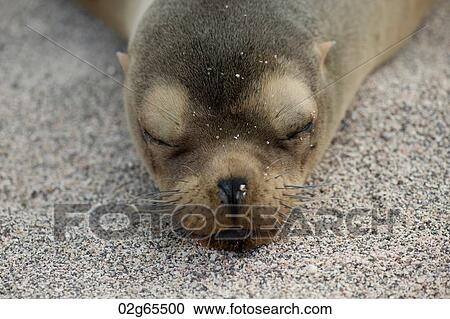 Galapagos sea lion (Zalophus californianus wollebacki), North Seymour Island, Galapagos Islands, Ecuador View Large Photo Image Stock Image - Galapagos sea lion (Zalophus californianus wollebacki), North Seymour Island, Galapagos Islands, Ecuador. Fotosearch