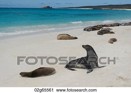 Galapagos sea lion (Zalophus californianus wollebacki) basking on the beach, Gardner Bay, Espanola Island, Galapagos Islands, Ecuador View Large Photo Image Stock Image - Galapagos sea lion (Zalophus californianus wollebacki) basking on the beach, Gardner Bay, Espanola Island, Galapagos Islands, Ecuador. Fotosearch