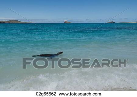 Galapagos sea lion (Zalophus californianus wollebacki) swimming in the ocean, Gardner Bay, Espanola Island, Galapagos Islands, Ecuador View Large Photo Image Stock Image - Galapagos sea lion (Zalophus californianus wollebacki) swimming in the ocean, Gardner Bay, Espanola Island, Galapagos Islands, Ecuador. Fotosearch