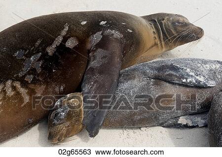Galapagos sea lion (Zalophus californianus wollebacki), Gardner Bay, Espanola Island, Galapagos Islands, Ecuador View Large Photo Image Stock Image - Galapagos sea lion (Zalophus californianus wollebacki), Gardner Bay, Espanola Island, Galapagos Islands, Ecuador. Fotosearch
