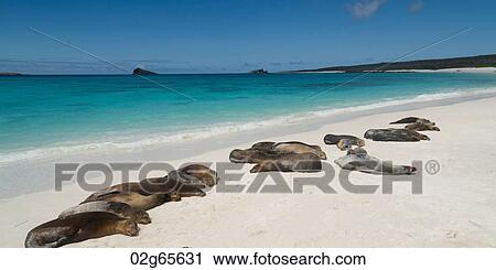 Galapagos sea lion (Zalophus californianus wollebacki) basking on the beach, Gardner Bay, Espanola Island, Galapagos Islands, Ecuador View Large Photo Image Stock Image - Galapagos sea lion (Zalophus californianus wollebacki) basking on the beach, Gardner Bay, Espanola Island, Galapagos Islands, Ecuador. Fotosearch