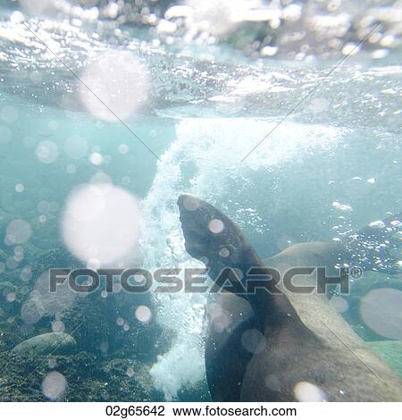 Galapagos sea lion (Zalophus californianus wollebacki) swimming underwater, San Cristobal Island, Galapagos Islands, Ecuador View Large Photo Image Stock Image - Galapagos sea lion (Zalophus californianus wollebacki) swimming underwater, San Cristobal Island, Galapagos Islands, Ecuador. Fotosearch