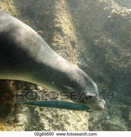 Galapagos sea lion (Zalophus californianus wollebacki) caught a fish in its mouth, Bartolome Island, Galapagos Islands, Ecuador View Large Photo Image Stock Image - Galapagos sea lion (Zalophus californianus wollebacki) caught a fish in its mouth, Bartolome Island, Galapagos Islands, Ecuador. Fotosearch