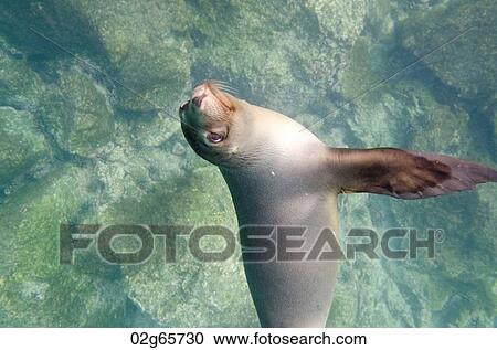 Stock Image - Galapagos sea lion (Zalophus californianus wollebacki) swimming underwater, San Cristobal Island, Galapagos Islands, Ecuador. Fotosearch