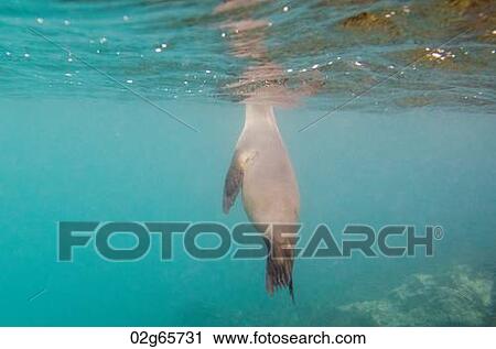 Galapagos sea lion (Zalophus californianus wollebacki) swimming underwater, San Cristobal Island, Galapagos Islands, Ecuador View Large Photo Image Stock Image - Galapagos sea lion (Zalophus californianus wollebacki) swimming underwater, San Cristobal Island, Galapagos Islands, Ecuador. Fotosearch