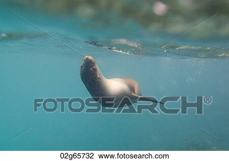 Galapagos sea lion (Zalophus californianus wollebacki) swimming underwater, San Cristobal Island, Galapagos Islands, Ecuador View Large Photo Image Stock Image - Galapagos sea lion (Zalophus californianus wollebacki) swimming underwater, San Cristobal Island, Galapagos Islands, Ecuador. Fotosearch