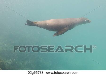 Galapagos sea lion (Zalophus californianus wollebacki) swimming underwater, San Cristobal Island, Galapagos Islands, Ecuador View Large Photo Image Stock Image - Galapagos sea lion (Zalophus californianus wollebacki) swimming underwater, San Cristobal Island, Galapagos Islands, Ecuador. Fotosearch