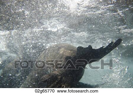 Galapagos sea lion (Zalophus californianus wollebacki) swimming underwater, Darwin Bay, Genovesa Island, Galapagos Islands, Ecuador View Large Photo Image Stock Image - Galapagos sea lion (Zalophus californianus wollebacki) swimming underwater, Darwin Bay, Genovesa Island, Galapagos Islands, Ecuador. Fotosearch