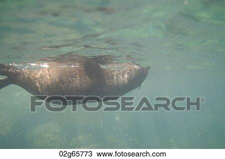 Galapagos sea lion (Zalophus californianus wollebacki) swimming underwater, Darwin Bay, Genovesa Island, Galapagos Islands, Ecuador View Large Photo Image Stock Image - Galapagos sea lion (Zalophus californianus wollebacki) swimming underwater, Darwin Bay, Genovesa Island, Galapagos Islands, Ecuador. Fotosearch