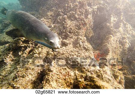 Stock Image - Galapagos sea lion (Zalophus californianus wollebacki) caught a fish in its mouth, Bartolome Island, Galapagos Islands, Ecuador. Fotosearch