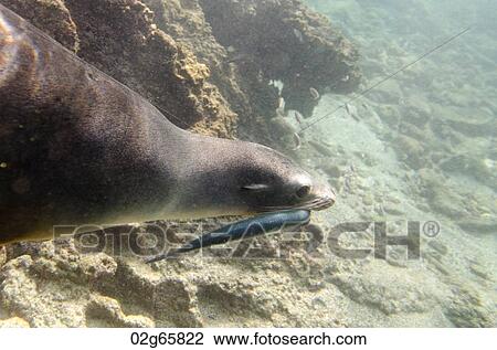 Galapagos sea lion (Zalophus californianus wollebacki) caught a fish in its mouth, Bartolome Island, Galapagos Islands, Ecuador View Large Photo Image Stock Image - Galapagos sea lion (Zalophus californianus wollebacki) caught a fish in its mouth, Bartolome Island, Galapagos Islands, Ecuador. Fotosearch