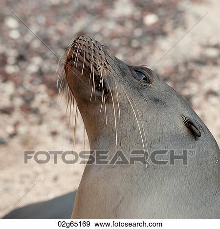 Galapagos sea lion (Zalophus californianus wollebacki), San Cristobal Island, Galapagos Islands, Ecuador View Large Photo Image Stock Photo - Galapagos sea lion (Zalophus californianus wollebacki), San Cristobal Island, Galapagos Islands, Ecuador. Fotosearch