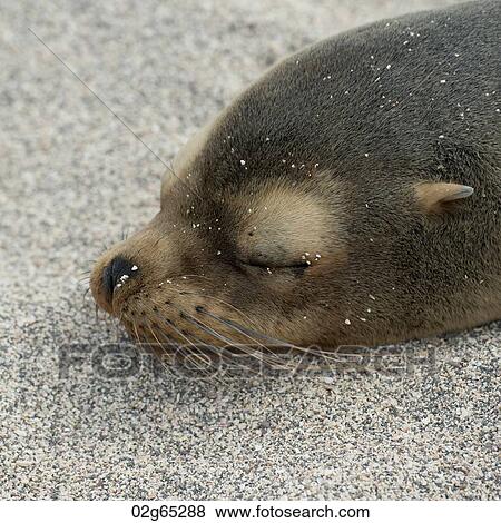 Galapagos sea lion (Zalophus californianus wollebacki) sleeping, North Seymour Island, Galapagos Islands, Ecuador View Large Photo Image Stock Photo - Galapagos sea lion (Zalophus californianus wollebacki) sleeping, North Seymour Island, Galapagos Islands, Ecuador. Fotosearch