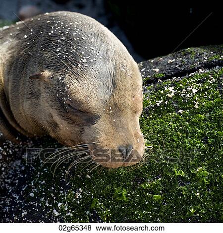 Galapagos sea lion (Zalophus californianus wollebacki), Punta Suarez, Espanola Island, Galapagos Islands, Ecuador View Large Photo Image Stock Photo - Galapagos sea lion (Zalophus californianus wollebacki), Punta Suarez, Espanola Island, Galapagos Islands, Ecuador. Fotosearch