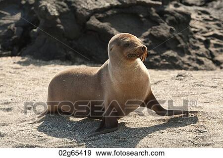 Stock Photo - Galapagos sea lion (Zalophus californianus wollebacki), Punta Espinoza, Fernandina Island, Galapagos Islands, Ecuador. Fotosearch