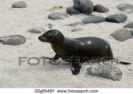 Galapagos sea lion (Zalophus californianus wollebacki), North Seymour Island, Galapagos Islands, Ecuador View Large Photo Image Stock Photo - Galapagos sea lion (Zalophus californianus wollebacki), North Seymour Island, Galapagos Islands, Ecuador. Fotosearch