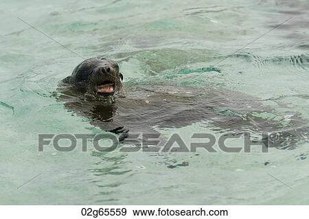 Galapagos sea lion (Zalophus californianus wollebacki) in water with a catch, Punta Suarez, Espanola Island, Galapagos Islands, Ecuador View Large Photo Image Stock Photo - Galapagos sea lion (Zalophus californianus wollebacki) in water with a catch, Punta Suarez, Espanola Island, Galapagos Islands, Ecuador. Fotosearch
