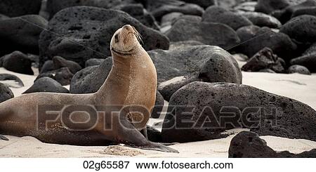 Galapagos sea lion (Zalophus californianus wollebacki) with volcanic rocks, Playa Ochoa, San Cristobal Island, Galapagos Islands, Ecuador View Large Photo Image Stock Photo - Galapagos sea lion (Zalophus californianus wollebacki) with volcanic rocks, Playa Ochoa, San Cristobal Island, Galapagos Islands, Ecuador. Fotosearch