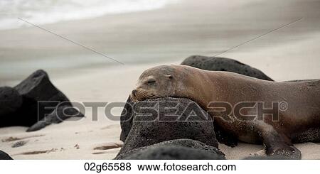 Galapagos sea lion (Zalophus californianus wollebacki) with volcanic rocks, Playa Ochoa, San Cristobal Island, Galapagos Islands, Ecuador View Large Photo Image Stock Photo - Galapagos sea lion (Zalophus californianus wollebacki) with volcanic rocks, Playa Ochoa, San Cristobal Island, Galapagos Islands, Ecuador. Fotosearch