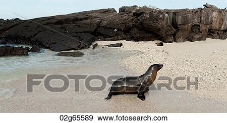 Galapagos sea lion (Zalophus californianus wollebacki), Genovesa Island, Galapagos Islands, Ecuador View Large Photo Image Stock Photo - Galapagos sea lion (Zalophus californianus wollebacki), Genovesa Island, Galapagos Islands, Ecuador. Fotosearch