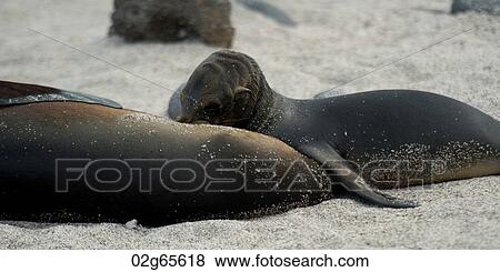 Galapagos sea lion (Zalophus californianus wollebacki) nursing its pup, North Seymour Island, Galapagos Islands, Ecuador View Large Photo Image Stock Photo - Galapagos sea lion (Zalophus californianus wollebacki) nursing its pup, North Seymour Island, Galapagos Islands, Ecuador. Fotosearch