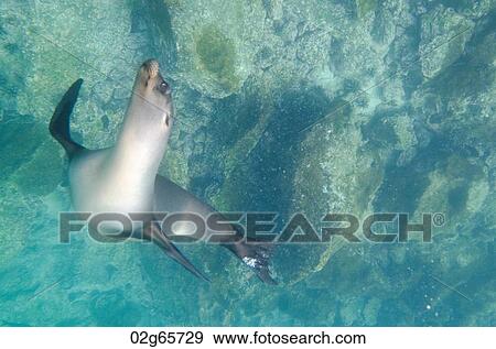 Galapagos sea lion (Zalophus californianus wollebacki) swimming underwater, San Cristobal Island, Galapagos Islands, Ecuador View Large Photo Image Stock Photo - Galapagos sea lion (Zalophus californianus wollebacki) swimming underwater, San Cristobal Island, Galapagos Islands, Ecuador. Fotosearch
