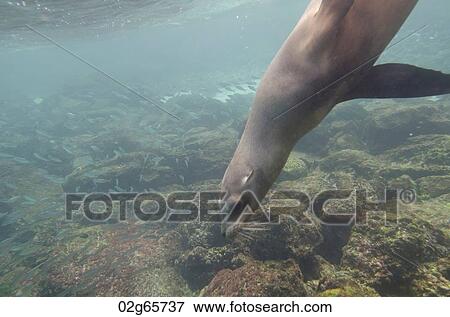 Galapagos sea lion (Zalophus californianus wollebacki) swimming underwater, San Cristobal Island, Galapagos Islands, Ecuador View Large Photo Image Stock Photo - Galapagos sea lion (Zalophus californianus wollebacki) swimming underwater, San Cristobal Island, Galapagos Islands, Ecuador. Fotosearch