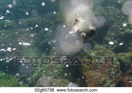 Galapagos sea lion (Zalophus californianus wollebacki) swimming underwater, San Cristobal Island, Galapagos Islands, Ecuador View Large Photo Image Stock Photo - Galapagos sea lion (Zalophus californianus wollebacki) swimming underwater, San Cristobal Island, Galapagos Islands, Ecuador. Fotosearch