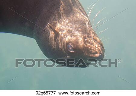 Galapagos sea lion (Zalophus californianus wollebacki) swimming underwater, Darwin Bay, Genovesa Island, Galapagos Islands, Ecuador View Large Photo Image Stock Photo - Galapagos sea lion (Zalophus californianus wollebacki) swimming underwater, Darwin Bay, Genovesa Island, Galapagos Islands, Ecuador. Fotosearch