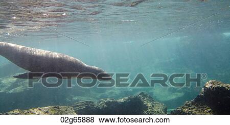 Stock Photo - Galapagos sea lion (Zalophus californianus wollebacki) swimming underwater, Bartolome Island, Galapagos Islands, Ecuador. Fotosearch