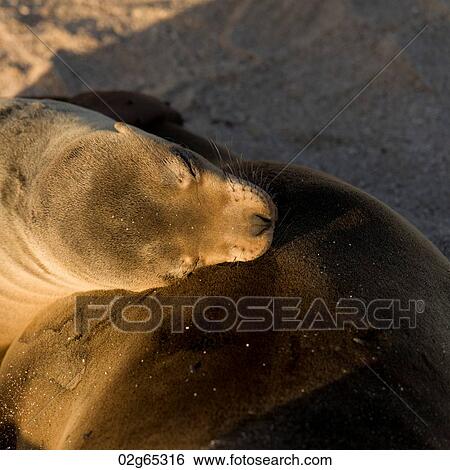 Galapagos sea lion (Zalophus californianus wollebacki), Punta Suarez, Espanola Island, Galapagos Islands, Ecuador View Large Photo Image Stock Photograph - Galapagos sea lion (Zalophus californianus wollebacki), Punta Suarez, Espanola Island, Galapagos Islands, Ecuador. Fotosearch