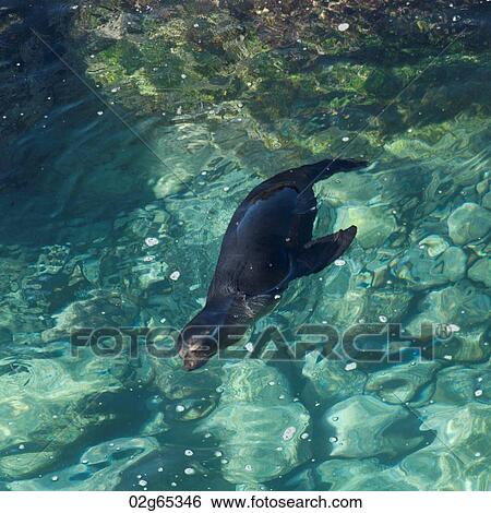 Galapagos sea lion (Zalophus californianus wollebacki) swimming, Punta Suarez, Espanola Island, Galapagos Islands, Ecuador View Large Photo Image Stock Photograph - Galapagos sea lion (Zalophus californianus wollebacki) swimming, Punta Suarez, Espanola Island, Galapagos Islands, Ecuador. Fotosearch