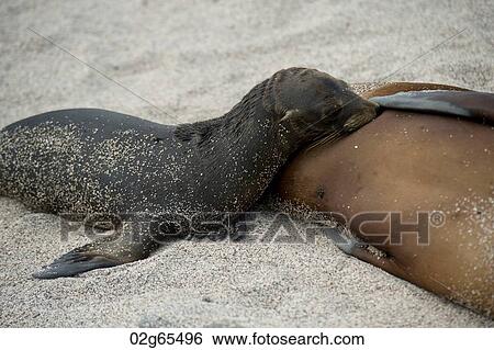 Galapagos sea lion (Zalophus californianus wollebacki) nursing its pup, North Seymour Island, Galapagos Islands, Ecuador View Large Photo Image Stock Photograph - Galapagos sea lion (Zalophus californianus wollebacki) nursing its pup, North Seymour Island, Galapagos Islands, Ecuador. Fotosearch
