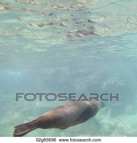 Galapagos sea lion (Zalophus californianus wollebacki) swimming underwater, Bartolome Island, Galapagos Islands, Ecuador View Large Photo Image Stock Photograph - Galapagos sea lion (Zalophus californianus wollebacki) swimming underwater, Bartolome Island, Galapagos Islands, Ecuador. Fotosearch