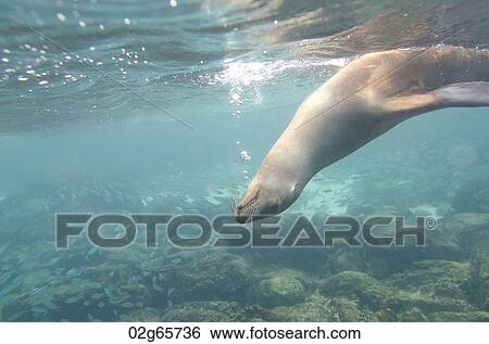 Galapagos sea lion (Zalophus californianus wollebacki) swimming underwater, San Cristobal Island, Galapagos Islands, Ecuador View Large Photo Image Stock Photograph - Galapagos sea lion (Zalophus californianus wollebacki) swimming underwater, San Cristobal Island, Galapagos Islands, Ecuador. Fotosearch