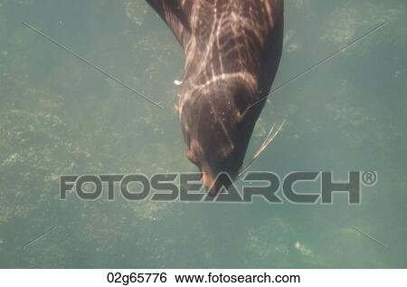 Galapagos sea lion (Zalophus californianus wollebacki) swimming underwater, Darwin Bay, Genovesa Island, Galapagos Islands, Ecuador View Large Photo Image Stock Photograph - Galapagos sea lion (Zalophus californianus wollebacki) swimming underwater, Darwin Bay, Genovesa Island, Galapagos Islands, Ecuador. Fotosearch