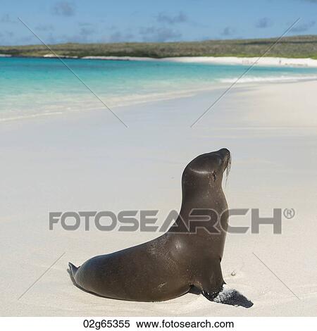 Galapagos sea lion (Zalophus californianus wollebacki) on the beach, Gardner Bay, Espanola Island, Galapagos Islands, Ecuador View Large Photo Image Stock Photography - Galapagos sea lion (Zalophus californianus wollebacki) on the beach, Gardner Bay, Espanola Island, Galapagos Islands, Ecuador. Fotosearch