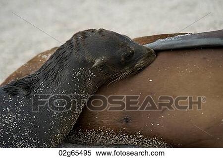 Galapagos sea lion (Zalophus californianus wollebacki) nursing its pup, North Seymour Island, Galapagos Islands, Ecuador View Large Photo Image Stock Photography - Galapagos sea lion (Zalophus californianus wollebacki) nursing its pup, North Seymour Island, Galapagos Islands, Ecuador. Fotosearch