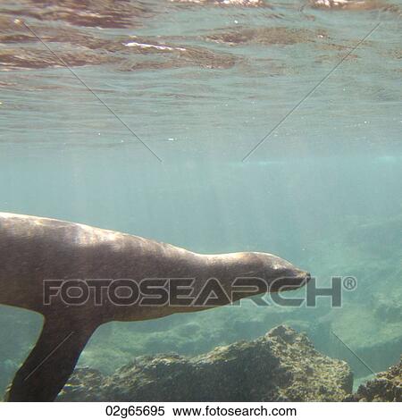 Galapagos sea lion (Zalophus californianus wollebacki) swimming underwater, Bartolome Island, Galapagos Islands, Ecuador View Large Photo Image Stock Photography - Galapagos sea lion (Zalophus californianus wollebacki) swimming underwater, Bartolome Island, Galapagos Islands, Ecuador. Fotosearch