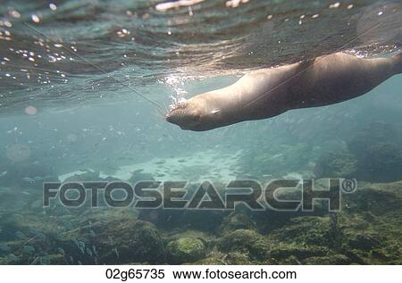 Galapagos sea lion (Zalophus californianus wollebacki) swimming underwater, San Cristobal Island, Galapagos Islands, Ecuador View Large Photo Image Stock Photography - Galapagos sea lion (Zalophus californianus wollebacki) swimming underwater, San Cristobal Island, Galapagos Islands, Ecuador. Fotosearch