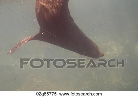 Galapagos sea lion (Zalophus californianus wollebacki) swimming underwater, Darwin Bay, Genovesa Island, Galapagos Islands, Ecuador View Large Photo Image Stock Photography - Galapagos sea lion (Zalophus californianus wollebacki) swimming underwater, Darwin Bay, Genovesa Island, Galapagos Islands, Ecuador. Fotosearch