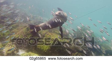 Galapagos sea lion (Zalophus californianus wollebacki) with fish swimming underwater, San Cristobal Island, Galapagos Islands, Ecuador View Large Photo Image Stock Photography - Galapagos sea lion (Zalophus californianus wollebacki) with fish swimming underwater, San Cristobal Island, Galapagos Islands, Ecuador. Fotosearch